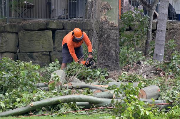 How Our Tree Care Process Works  in  West Brattleboro, VT